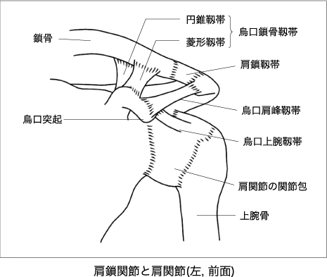 肩鎖関節と肩関節