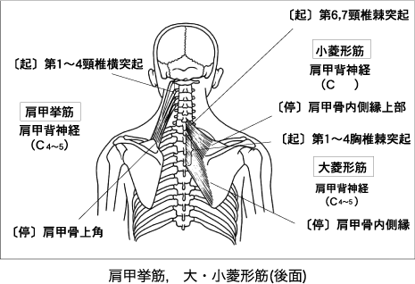  肩甲挙筋、大菱形筋、小菱形筋