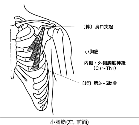  小胸筋